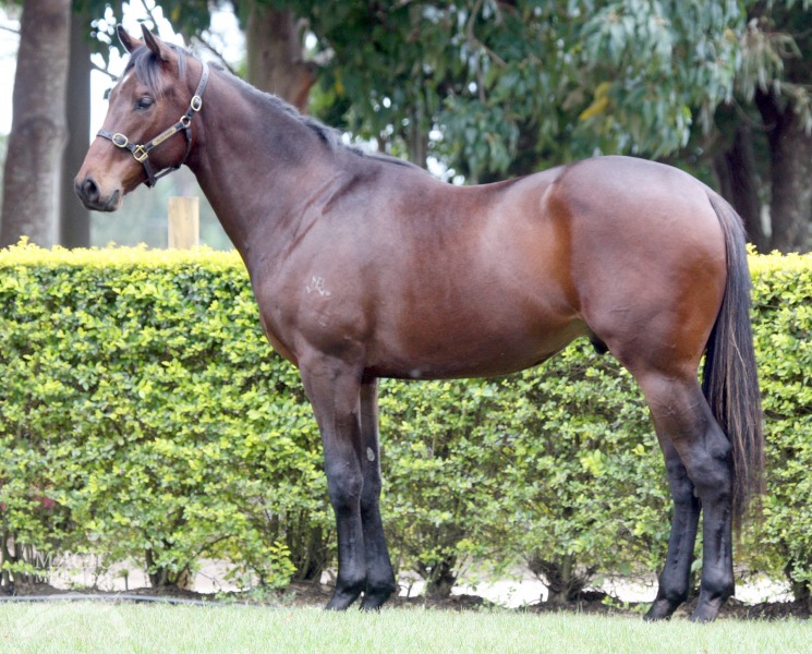 Monashee Mountain (USA) / She's Neat (NZ) - photo 1