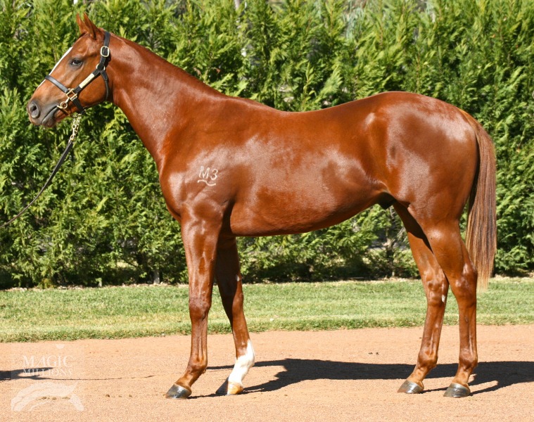 Henny Hughes (USA) / Shashzaya (IRE) - photo 1