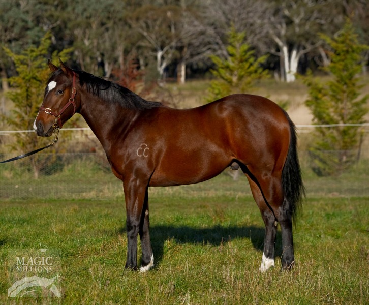 Ready's Image (USA) / Stage Revue (AUS) - photo 1