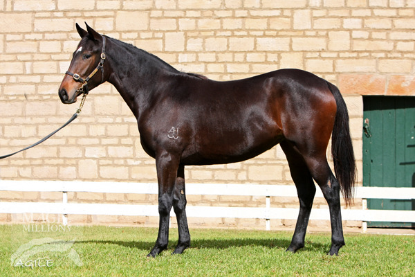 Red Ransom (USA) / Vestabaa (AUS) - photo 1