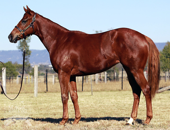 Trotamondo (CHI) / Viscount Song (AUS) - photo 1