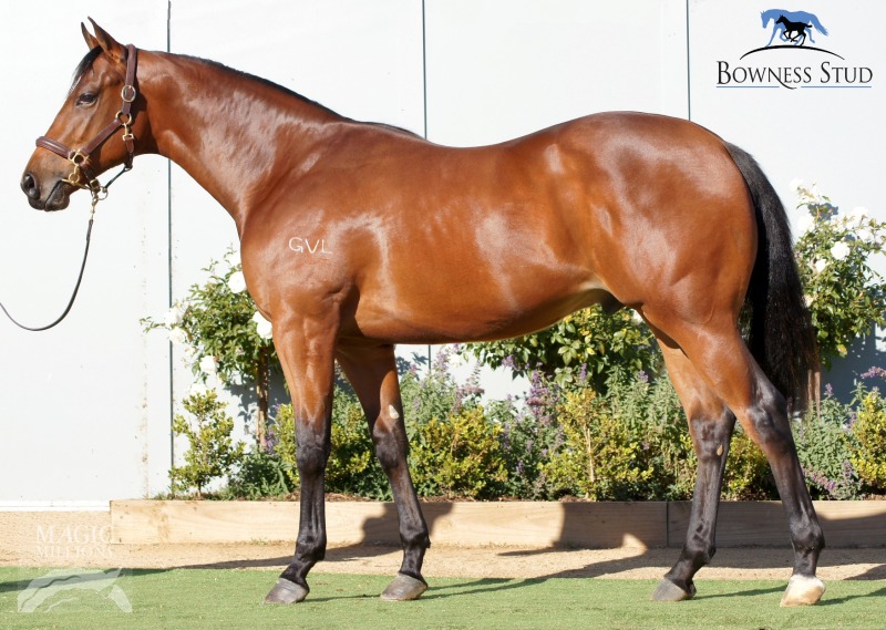 Stratum (AUS) / Christie's Girl (AUS) - photo 1