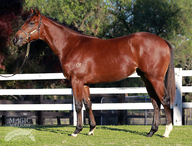 King Brother (AUS) - photo 1