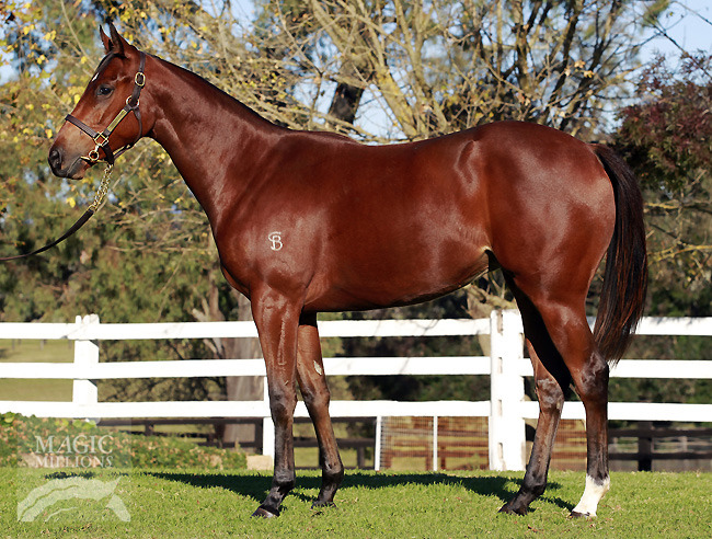 Myboycharlie (IRE) / Devil's Decision (AUS) - photo 1