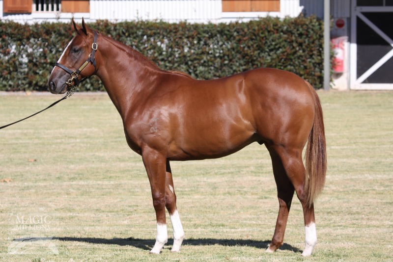 Northern Meteor (AUS) / Emotivity (USA) - photo 1