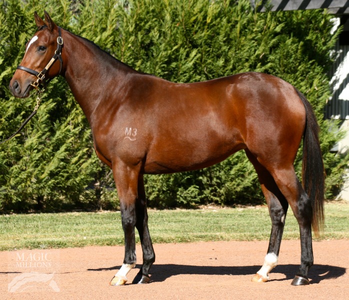 Oratorio (IRE) / Honorifique (FR) - photo 1