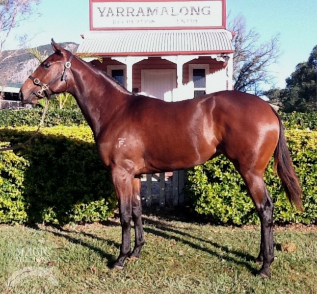 Bel Esprit (AUS) / Hussonova (AUS) - photo 1