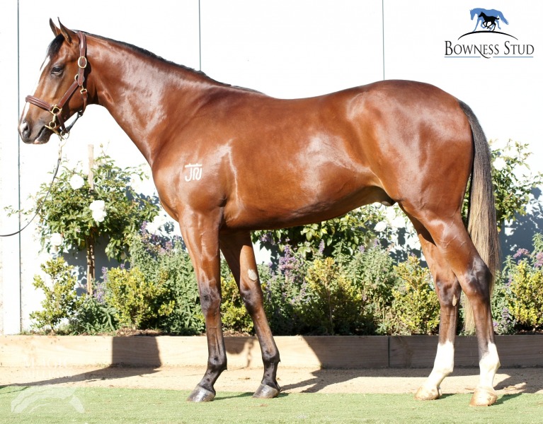 Astronomer Royal (USA) / Just A Kiseki (AUS) - photo 1