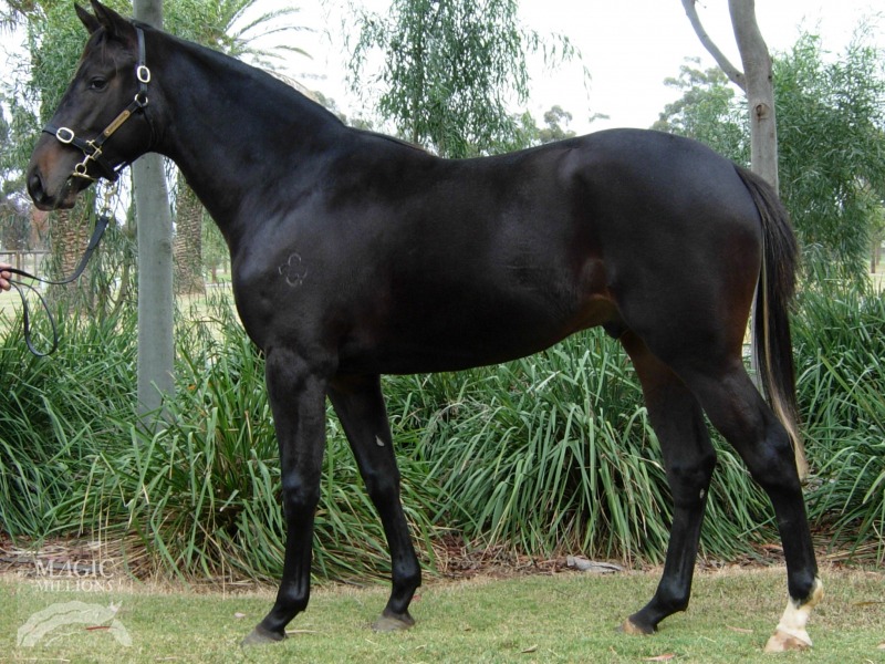 Emperor Steed - photo 1