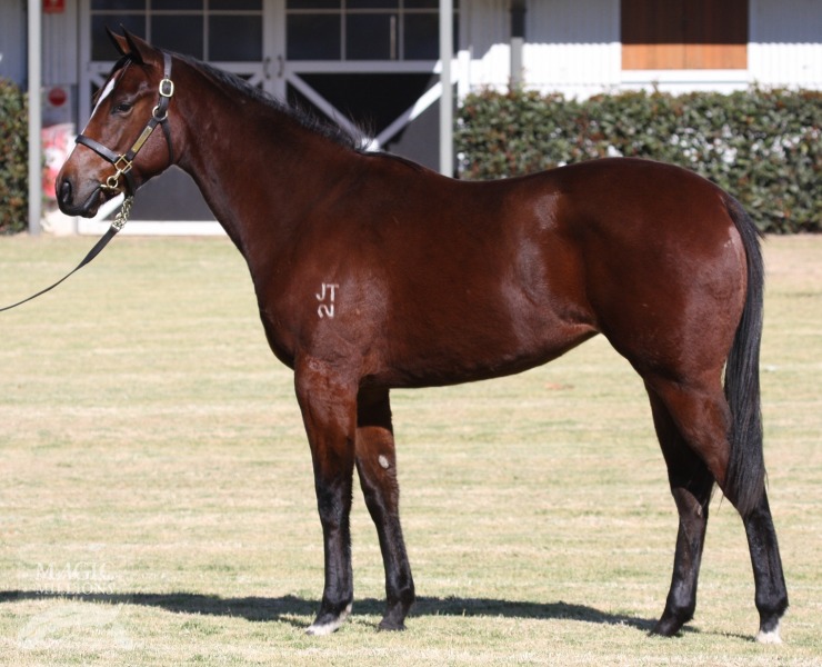 Me No Marsh Potato (AUS) - photo 1