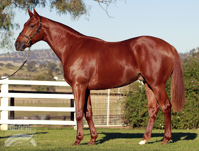 Spicy Dragon (AUS) - photo 1