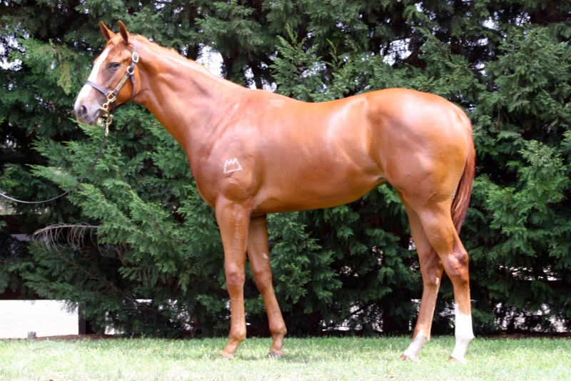 Magnus (AUS) / Sandon's Dolly (AUS) - photo 1