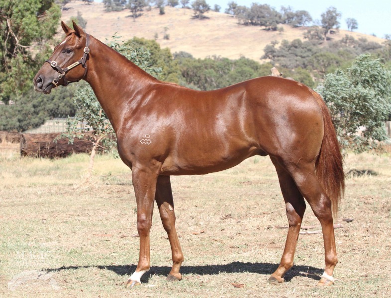 Hussonet (USA) / Deposition (AUS) - photo 1