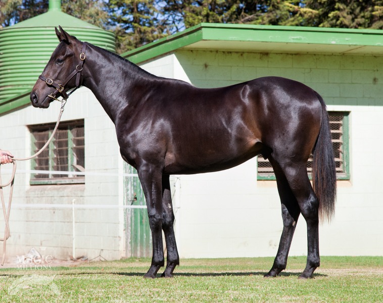 Lim's Battle (AUS) - photo 1