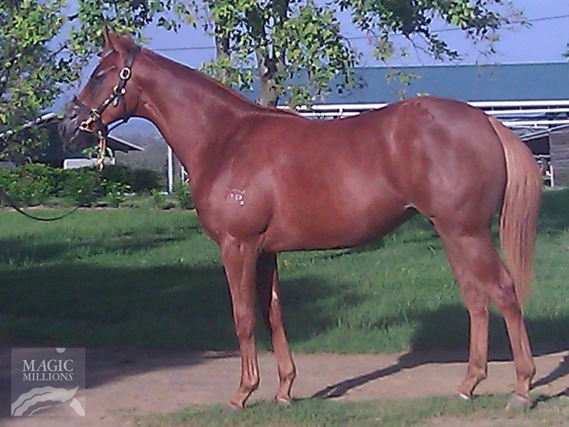 Gherardini (AUS) - photo 1