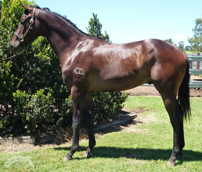 Haradify (AUS) - photo 1