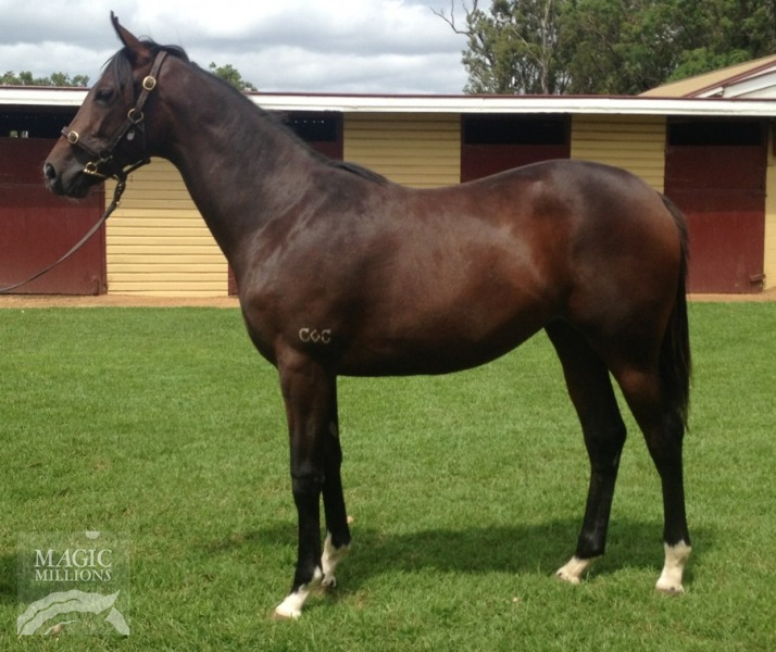 Flautino (AUS) - photo 1