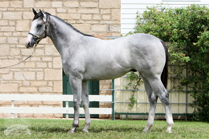 Siliqua (AUS) - photo 1