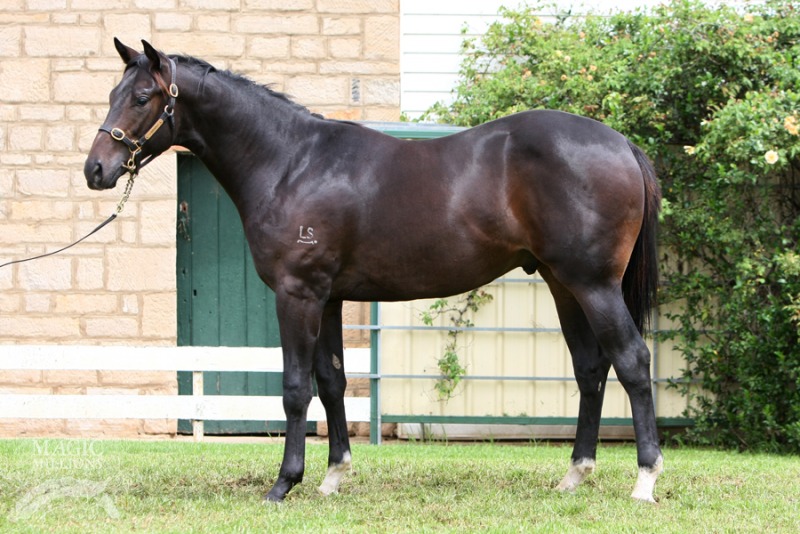 Laughing Lord (AUS) - photo 1