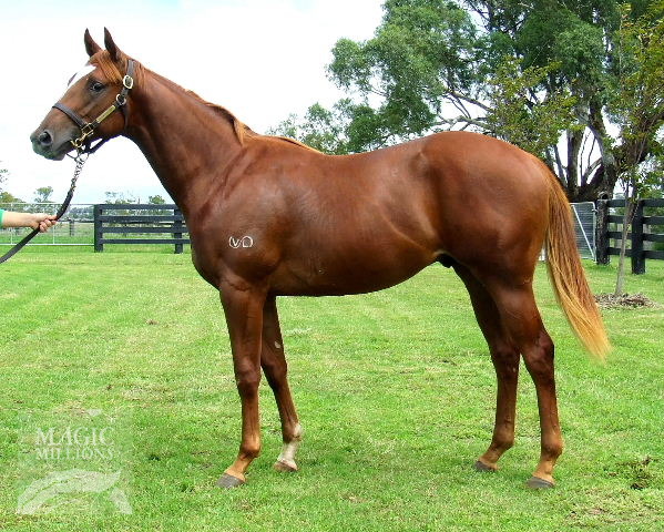 Visona Red (AUS) - photo 1