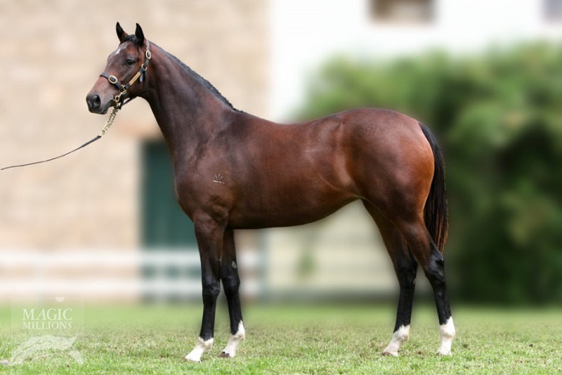 Hidden Dragon (AUS) / Donna Mia (AUS) - photo 1