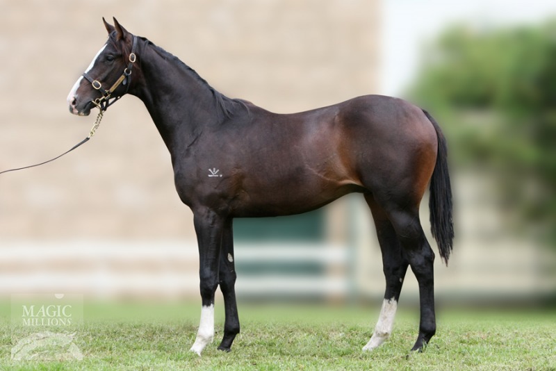 What A Tiger (AUS) - photo 1