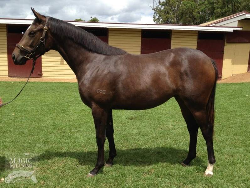 Almaviv (AUS) - photo 1