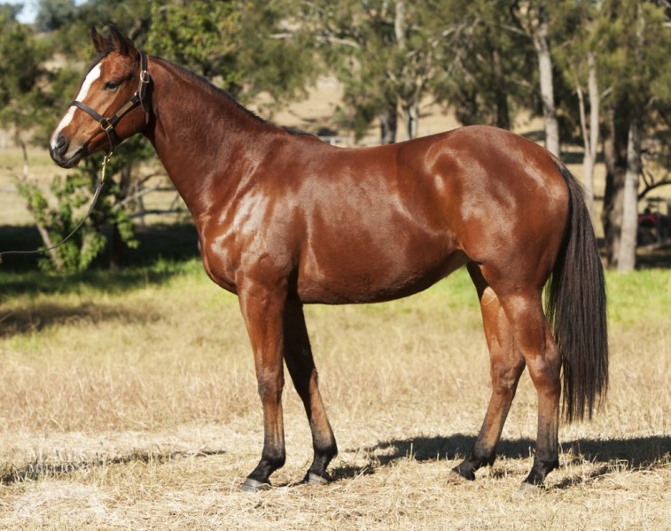 Miss Haydn (AUS) - photo 1