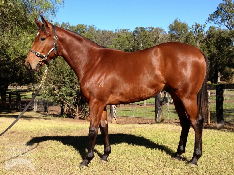 Sun Times (AUS) - photo 1