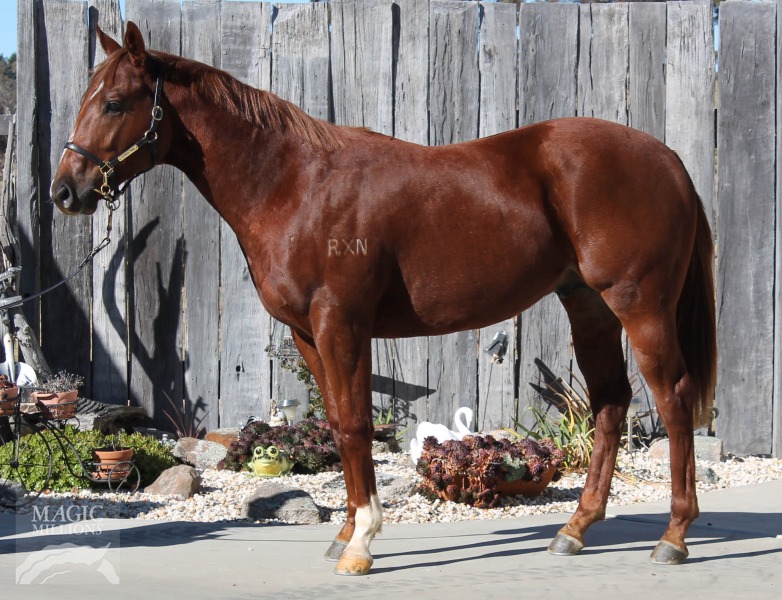 Special Jay (AUS) - photo 1