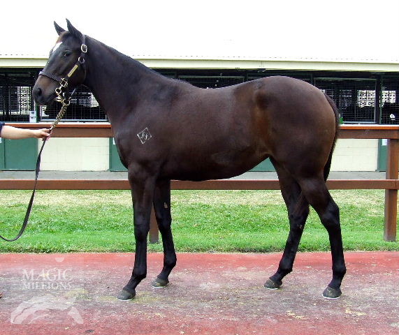 Haradasun (AUS) / Fleur De L'orient (NZ) - photo 1