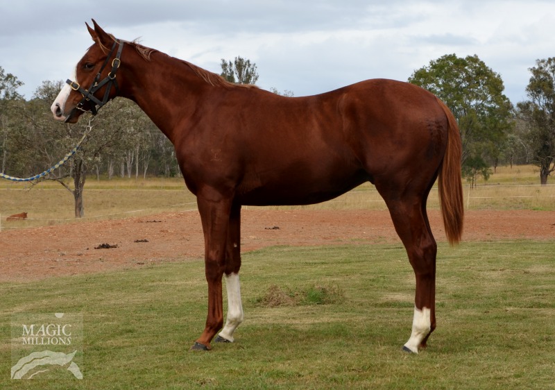 Spur Le Jouer (AUS) - photo 1