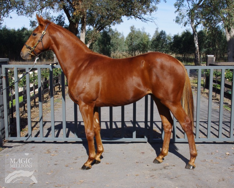 Starlara (AUS) - photo 1