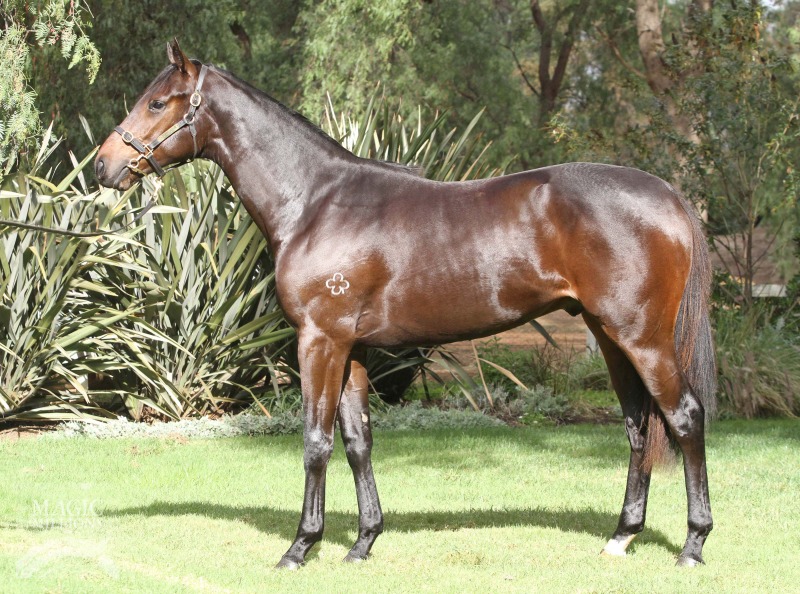 Mystarcharlie (AUS) - photo 1