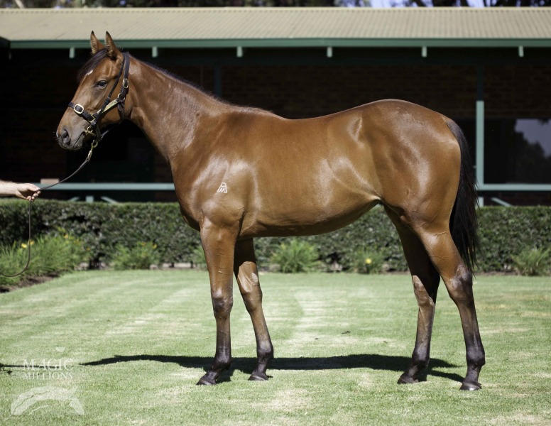 Beautiful Assassin (AUS) - photo 1