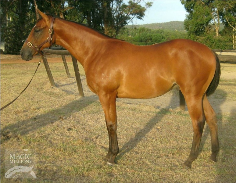 Berlutti (AUS) - photo 1