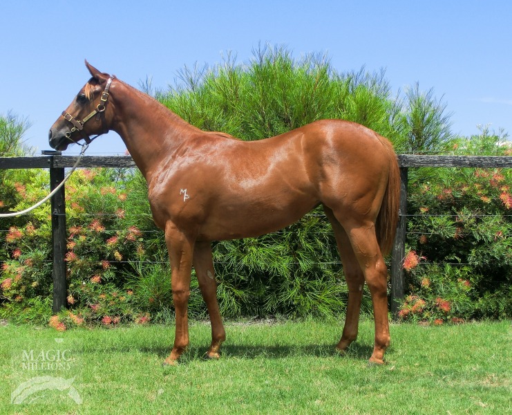 American Maid (AUS) - photo 1