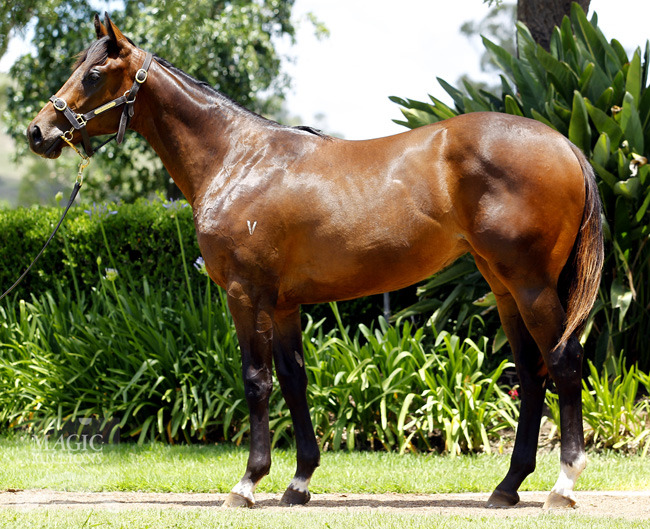 Miss Allspice (AUS) - photo 1