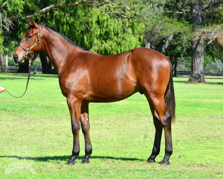 Dog Days Are Over (AUS) - photo 1