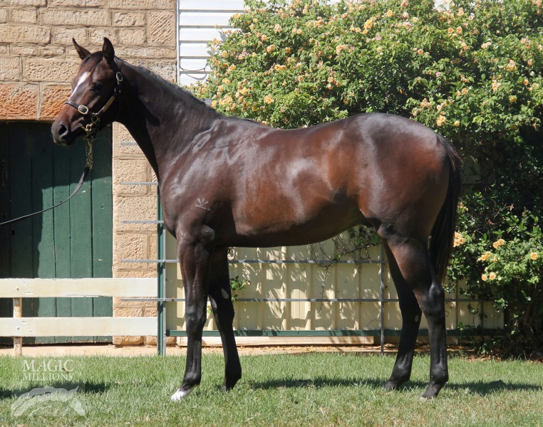 Wolf Drum (AUS) - photo 1