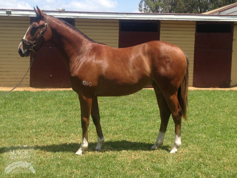 Red Dazzler (AUS) / Zippast (AUS) - photo 1