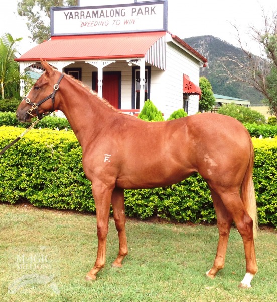 The Bee's Knees (AUS) - photo 1