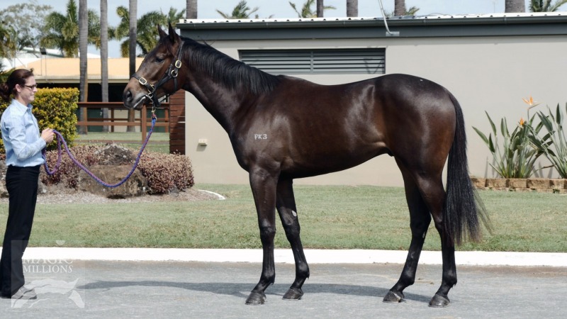 Stryker (AUS) / Stellar Kingston (AUS) - photo 1