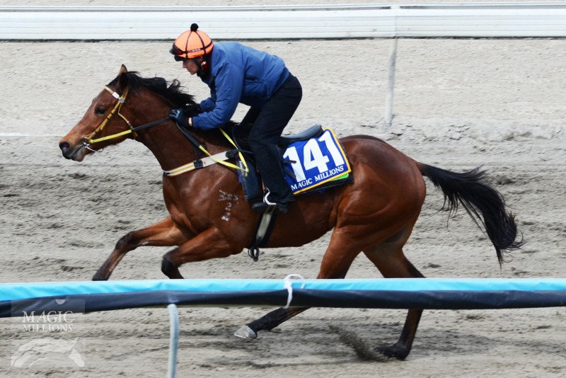 Beautiful Crown (USA) / Affirmed's Lass (AUS) - photo 1