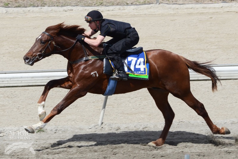 Lope de Vega (IRE) / Cutting Remark (AUS) - photo 1