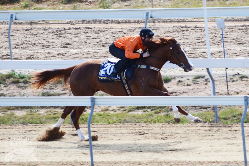 Star Genius (AUS) - photo 1