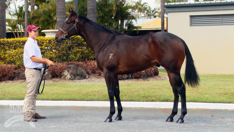 Freeze (AUS) / Hitabrickwall (AUS) - photo 1