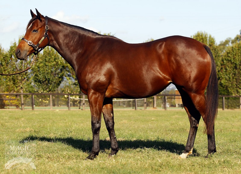 Cavalry Rose (AUS) - photo 1