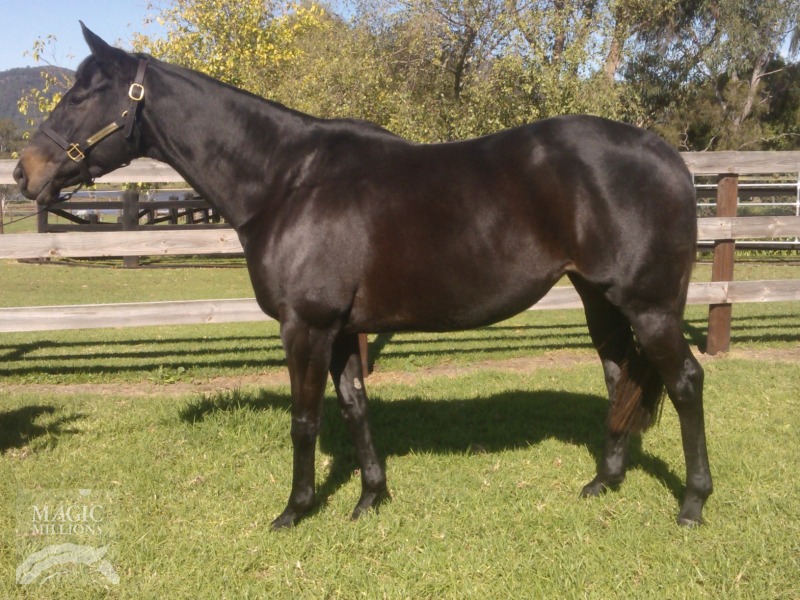 Embellished (USA) - photo 1