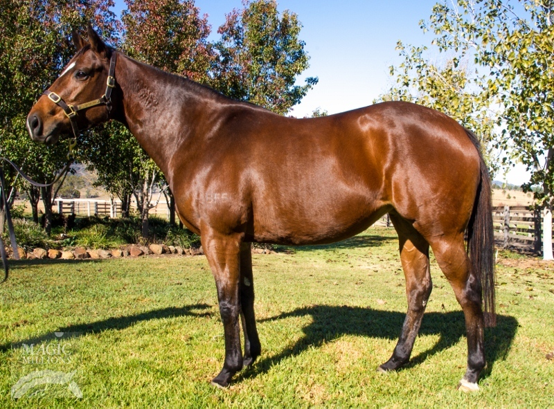 Leopard Skin (AUS) - photo 1